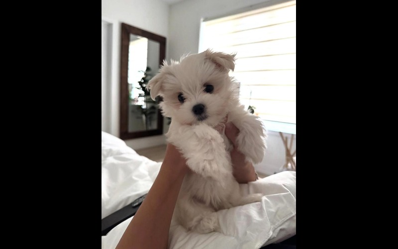 Small white Maltipoo puppy being held in a bright bedroom, luxury puppies for sale on findusapuppies.com.
