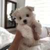 Person holding a tiny white Maltipoo puppy in a bright bedroom, luxury puppies available at findusapuppies.com.