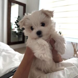 Person holding a tiny white Maltipoo puppy in a bright bedroom, luxury puppies available at findusapuppies.com.
