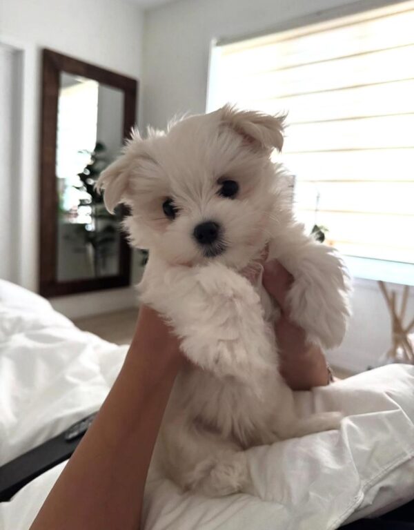 Person holding a tiny white Maltipoo puppy in a bright bedroom, luxury puppies available at findusapuppies.com.
