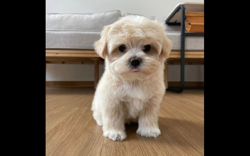 Fluffy cream-colored Maltipoo puppy sitting on a light wood floor, available from trusted breeders at Find USA Puppies.