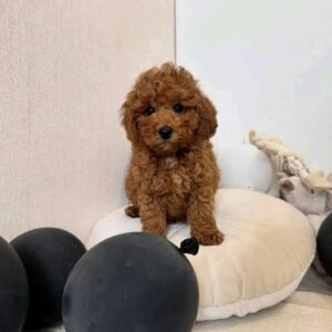 A deep red curly-haired Toy Poodle puppy sitting on a white pillow next to black balloons.