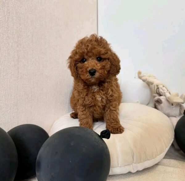 A deep red curly-haired Toy Poodle puppy sitting on a white pillow next to black balloons.