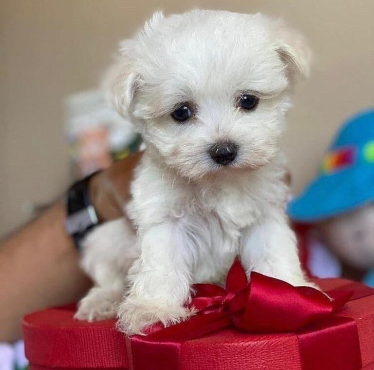White Maltipoo Puppy for Sale | Find USA Puppies