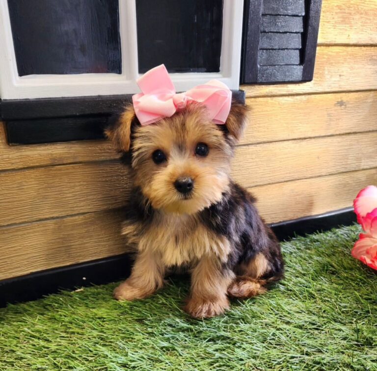 Female Yorkie Puppy with Pink Bow | Find USA Puppies
