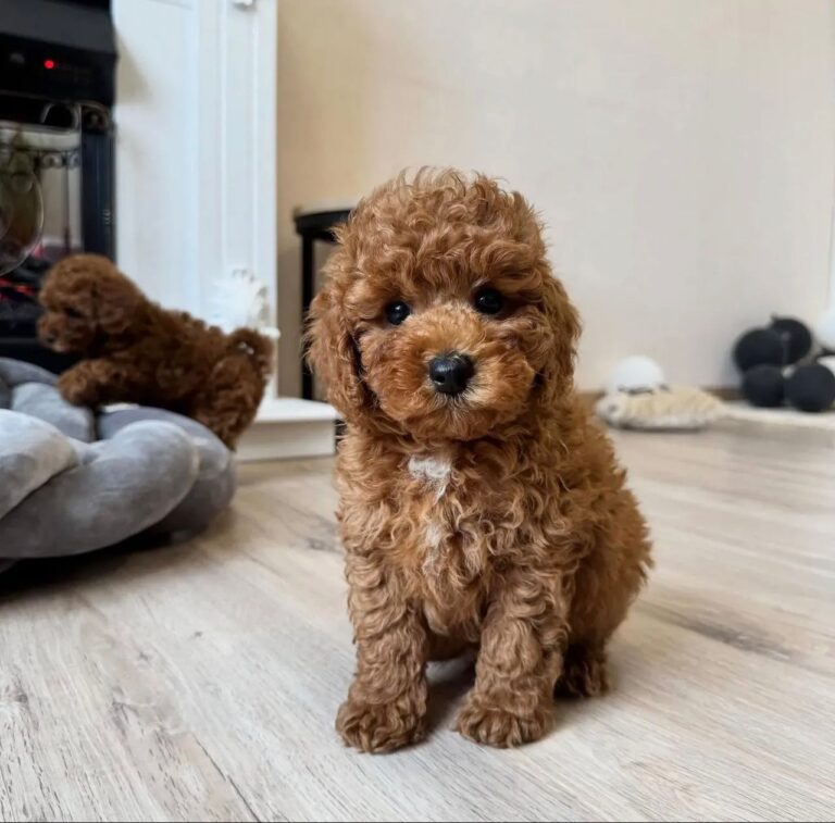 brown toy poodle puppy sitting indoors usa puppies for sale