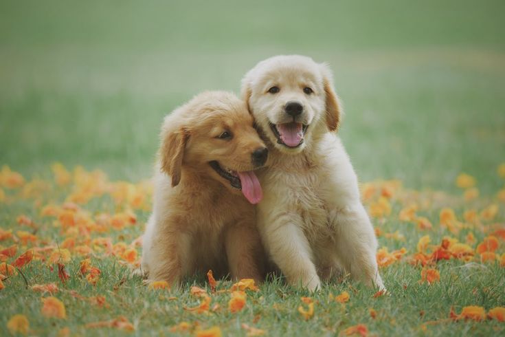 golden retriever puppies sitting together usa puppies for sale