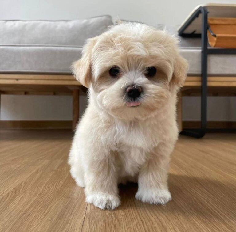 cute white maltipoo puppy sitting indoors usa puppies for sale