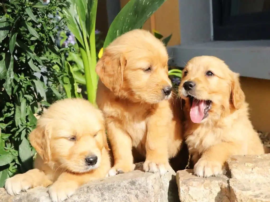 puppies for sale in usa