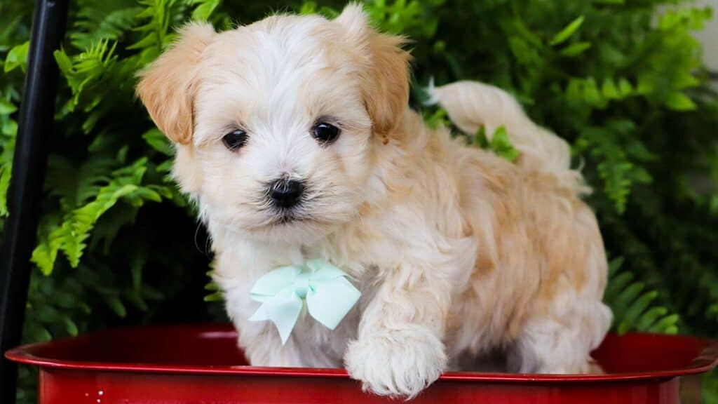tan maltipoo puppy for sale at find usa puppies