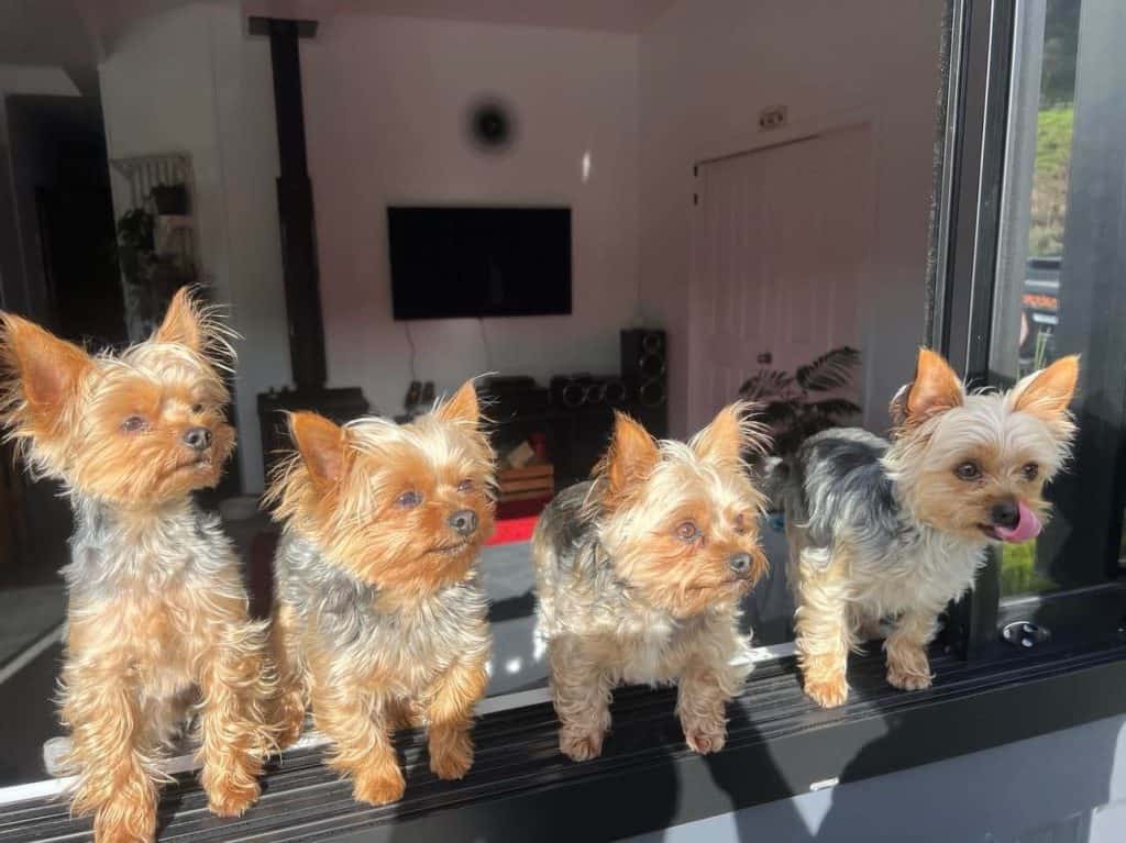 teacup puppies for sale near me USA