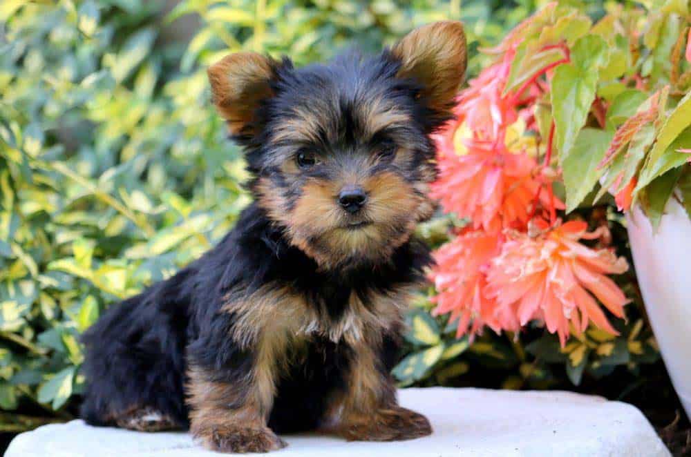yorkie puppies for sale in usa