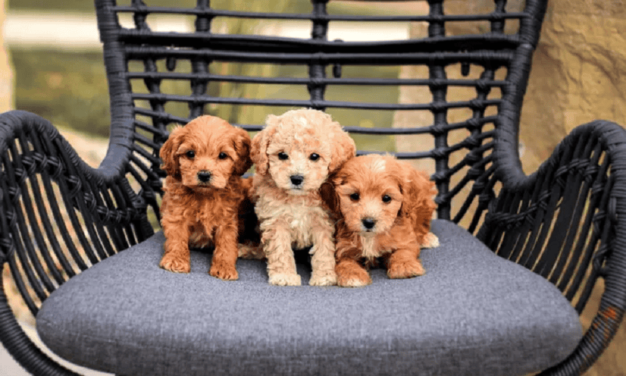 cute yorkie puppies for sale near me