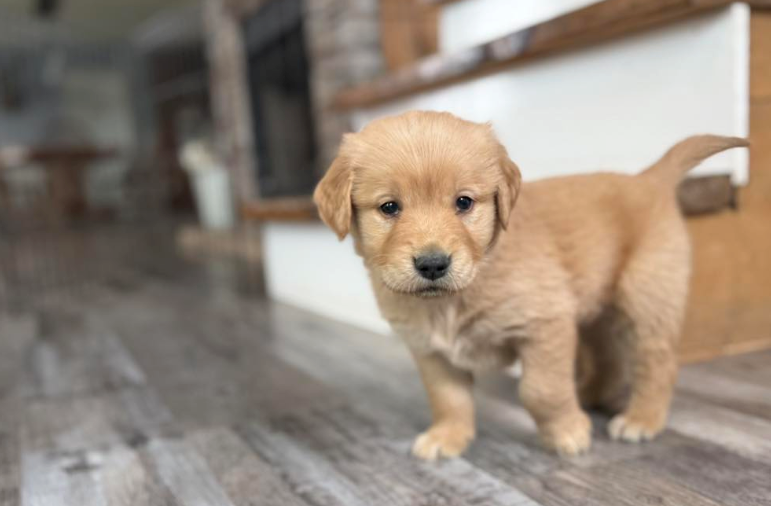 How to find puppies for sale near me — small breed puppies from trusted dog breeders