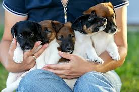 the insider’s guide to finding ethical puppy breeders in the usa
