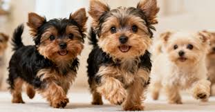 Yorkie and Yorkie Poo Puppies: Everything You Need to Know Before Bringing One Home