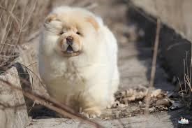 reputable puppy breeders near me