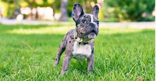 French Bulldog and English Bulldog Puppies