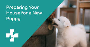 How to Prepare Your Home for a New Puppy