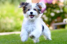 Small Dog Breeds