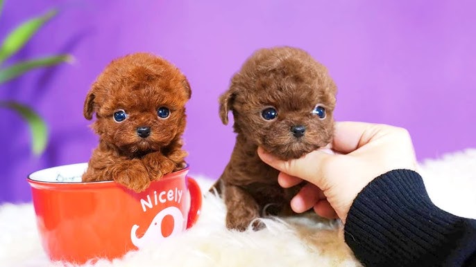 Teacup and Toy Dog Breeds